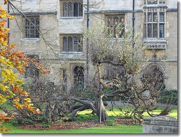 tree