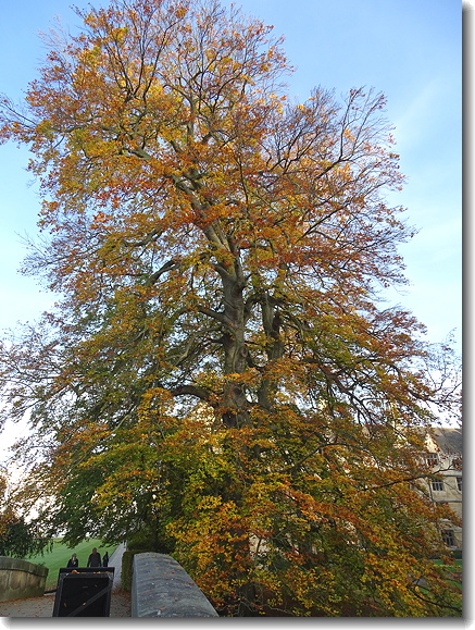 beech